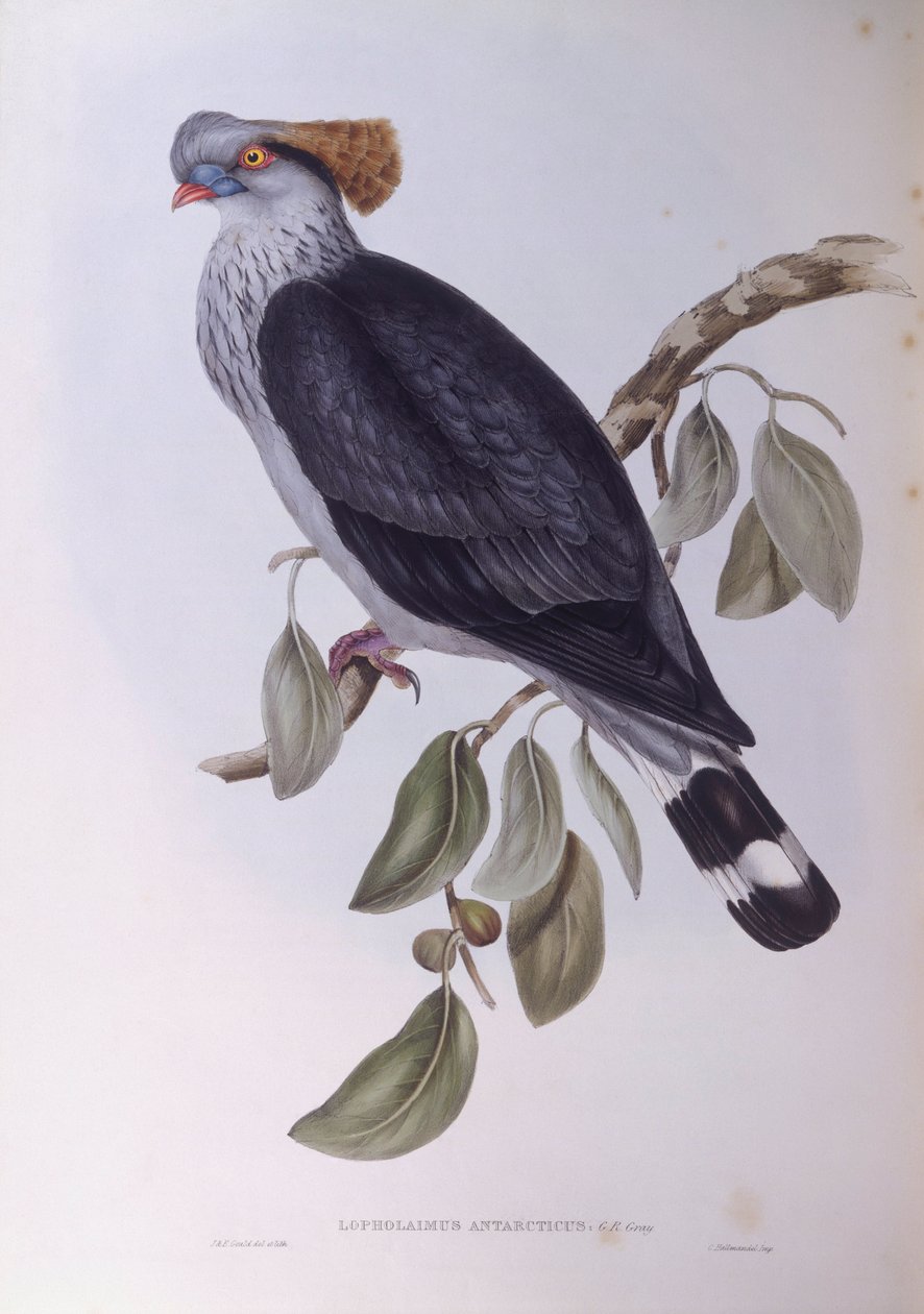 Topknot kyyhkynen (Lopholaimus antarcticus), kaiverrus John Gould tekijältä John Gould