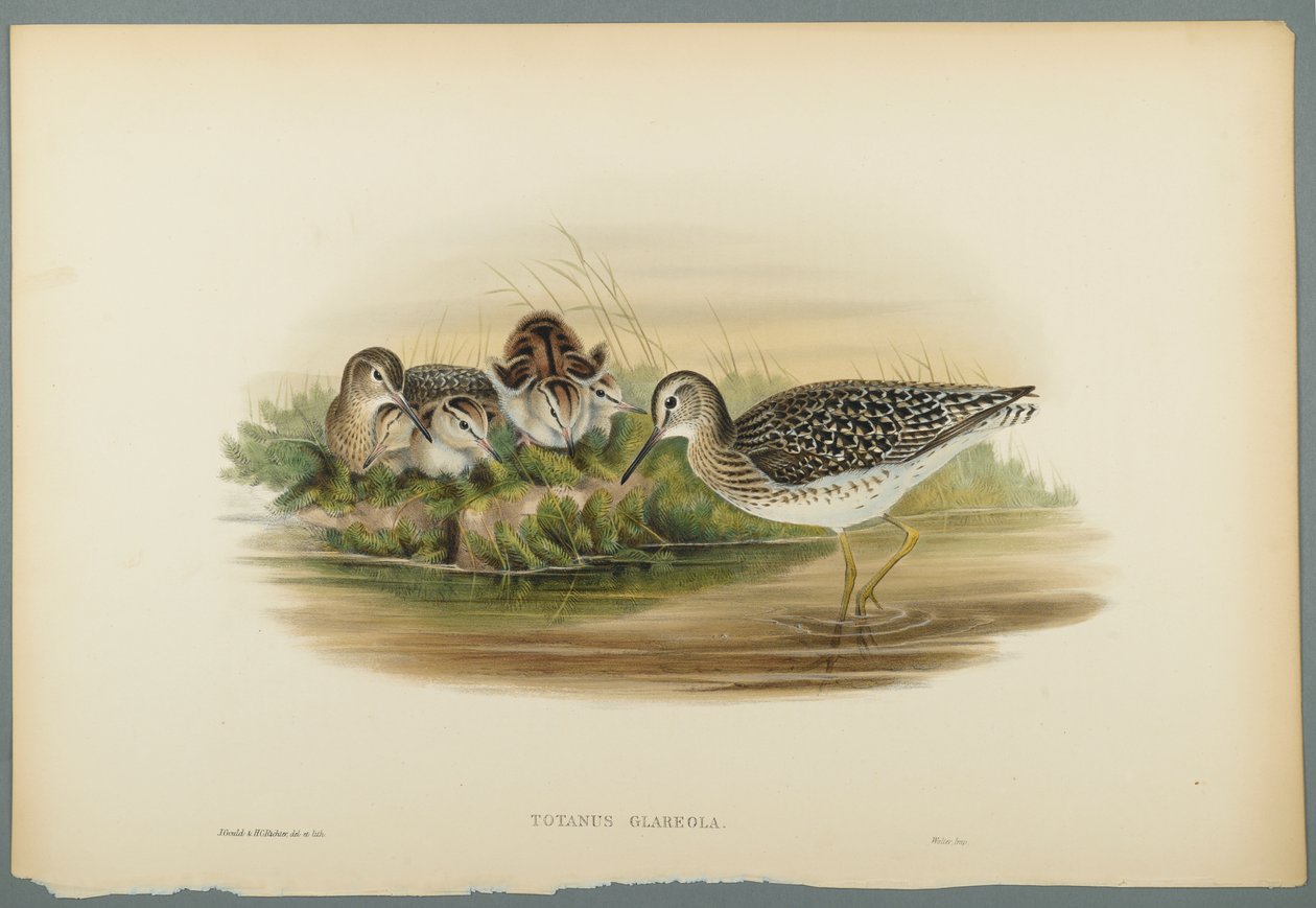 Totanus Glareola - Wood Sandpiper (värillinen lito kudospaperilla) tekijältä John Gould