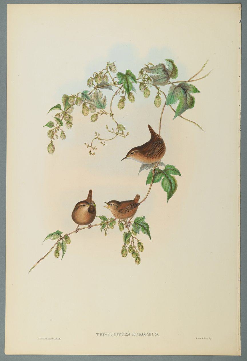 Troglodytes Europaeus - Common Wren (värillinen lito kudospaperilla) tekijältä John Gould