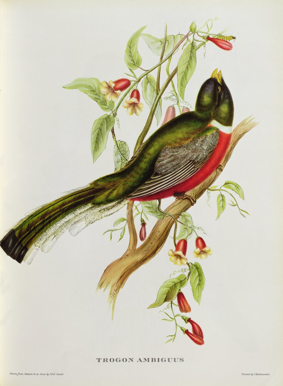 Trogon Ambiguus teoksesta "Tropical Birds", 1800-luku (värillinen litografia). tekijältä John Gould