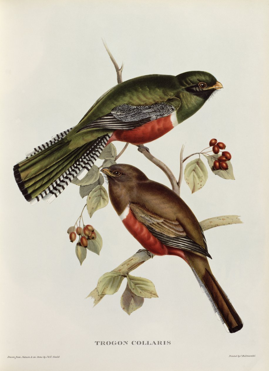 Trogon Collaris teoksesta "Tropical Birds", 1800-luku (värillinen lito) tekijältä John Gould