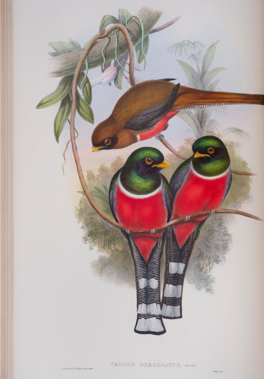 Trogon Personatus, John Gouldin The Birds of Great Britain -levy, julkaistu 1862-73 (käsinvärinen lito) tekijältä John Gould