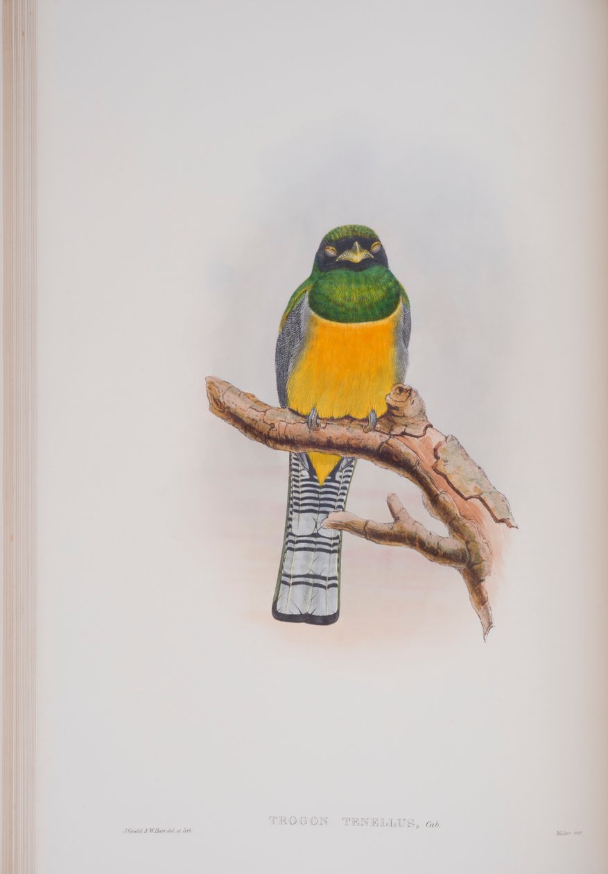 Trogon Tenellus, levy John Gouldin teoksesta The Birds of Great Britain, julkaistu 1862-73 (käsinvärinen lito) tekijältä John Gould