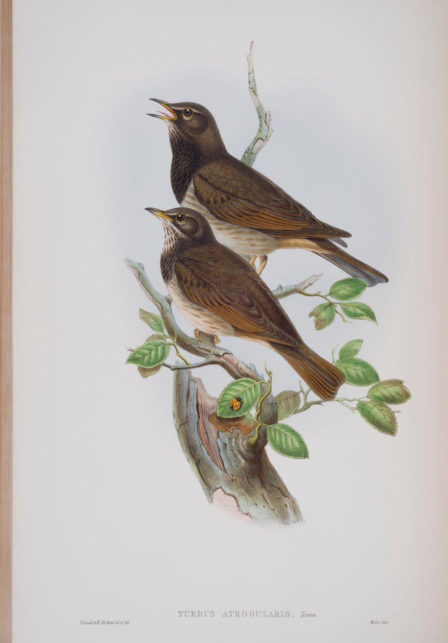 Turdis Atrogularis, John Gouldin The Birds of Great Britain -levy, julkaistu 1862-73 (käsinvärinen lito) tekijältä John Gould