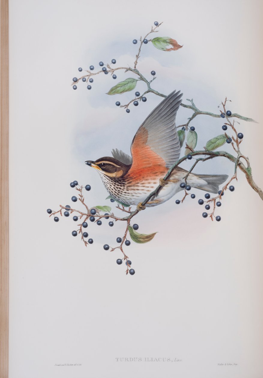 Turdus Illacus, levy John Gouldin teoksesta The Birds of Great Britain, julkaistu 1862-73 (käsinvärinen lito) tekijältä John Gould