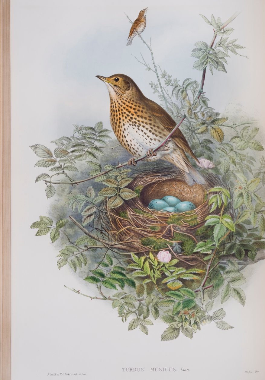 Turdus Musicus, levy levystä The Birds of Great Britain, kirjoittanut John Gould, julkaistu 1862-73 (käsin värjätty litho) tekijältä John Gould