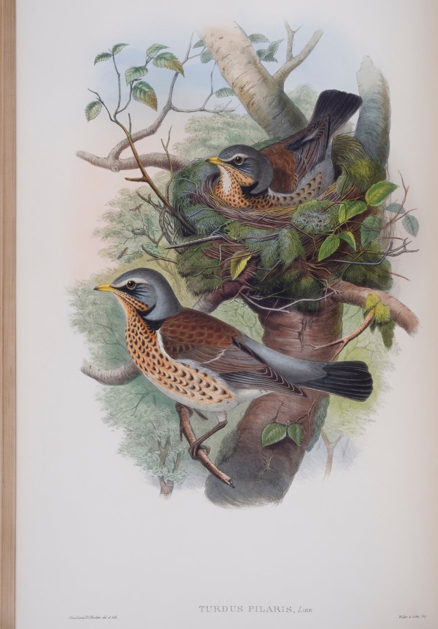 Turdus Pilaris, levy John Gouldin teoksesta The Birds of Great Britain, julkaistu 1862-73 (käsinvärinen lito) tekijältä John Gould