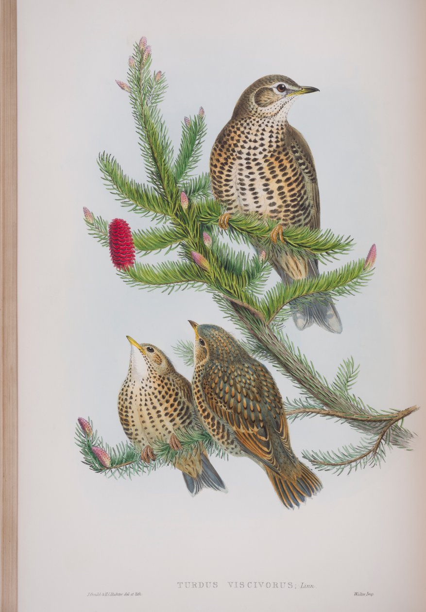 Turdus Viscivorus, lautanen John Gouldin teoksesta The Birds of Great Britain, julkaistu 1862-73 (käsinvärinen lito) tekijältä John Gould