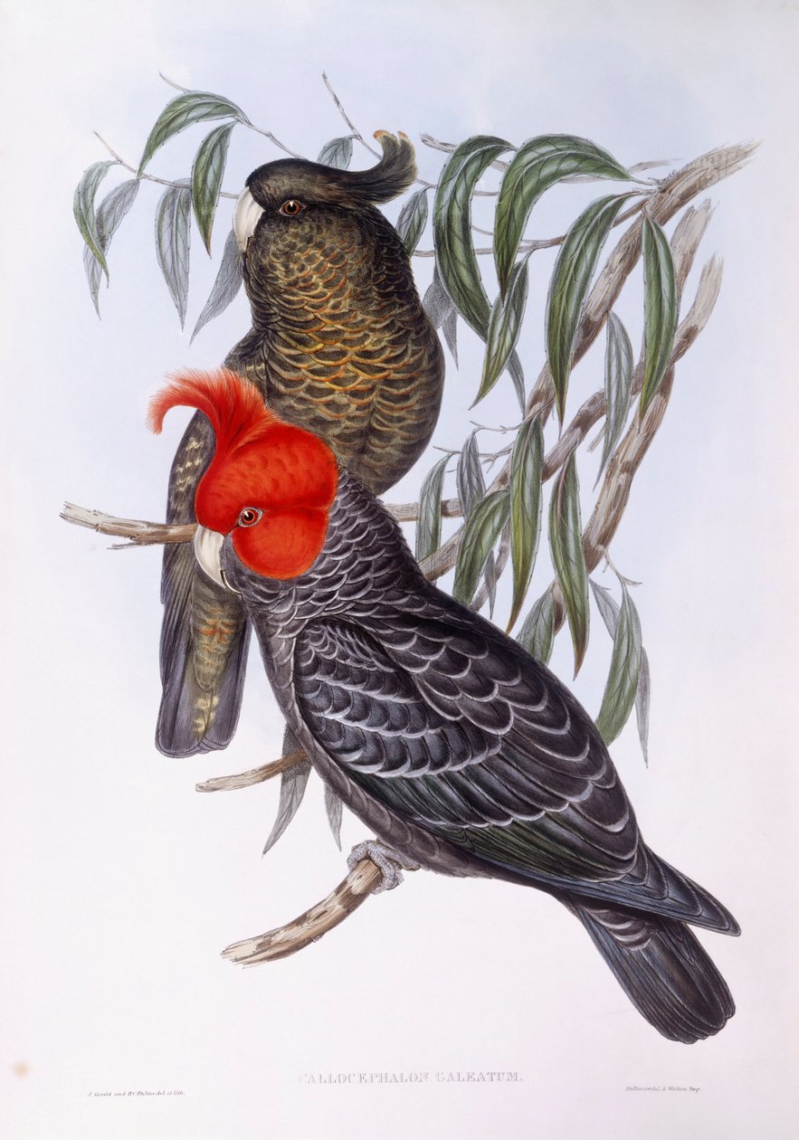 Kaksi papukaijaa kyydissä oksalla, kaiverrus tekijältä John Gould