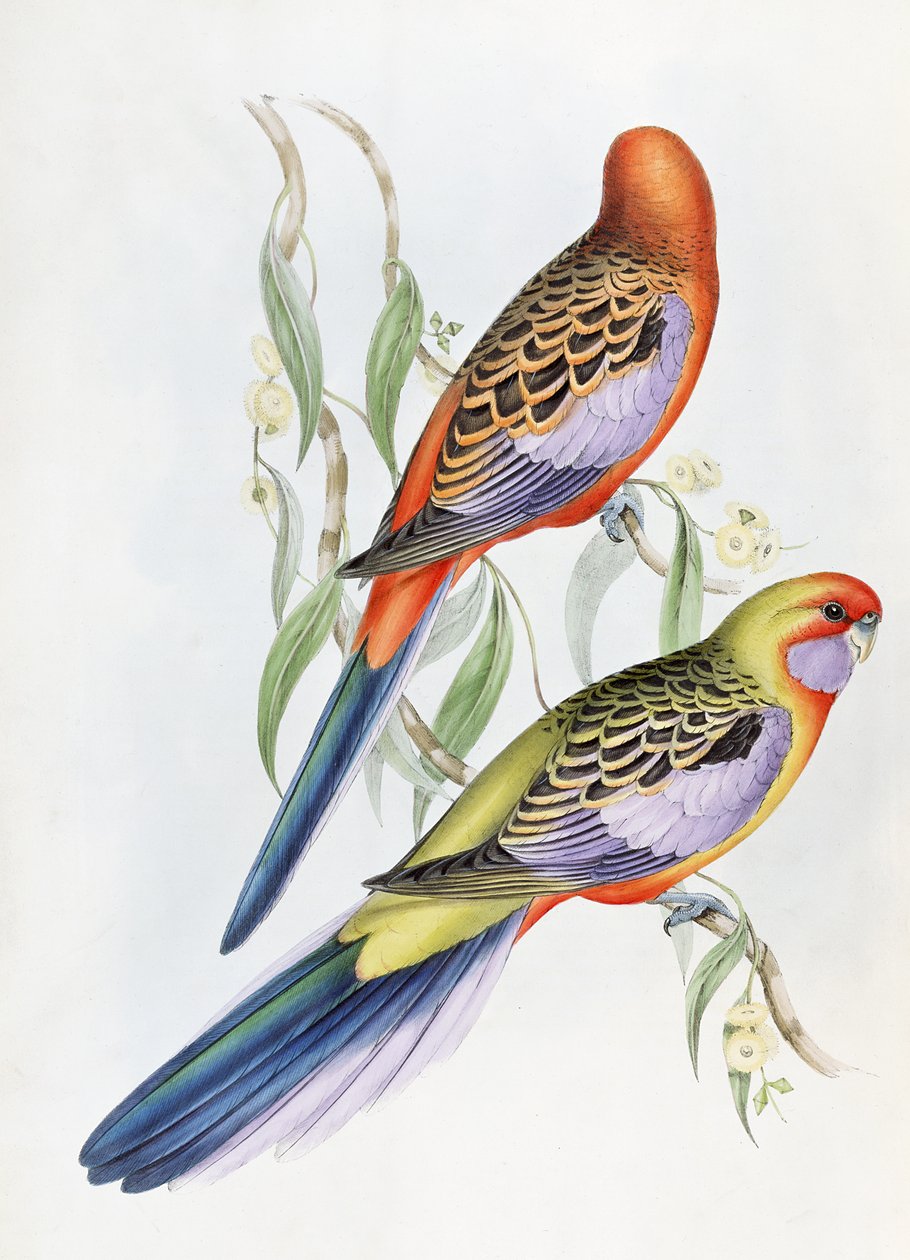 Tuntematon kuva tekijältä John Gould