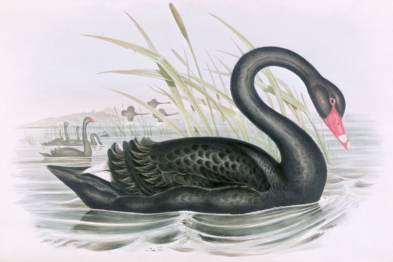 Tuntematon kuva tekijältä John Gould