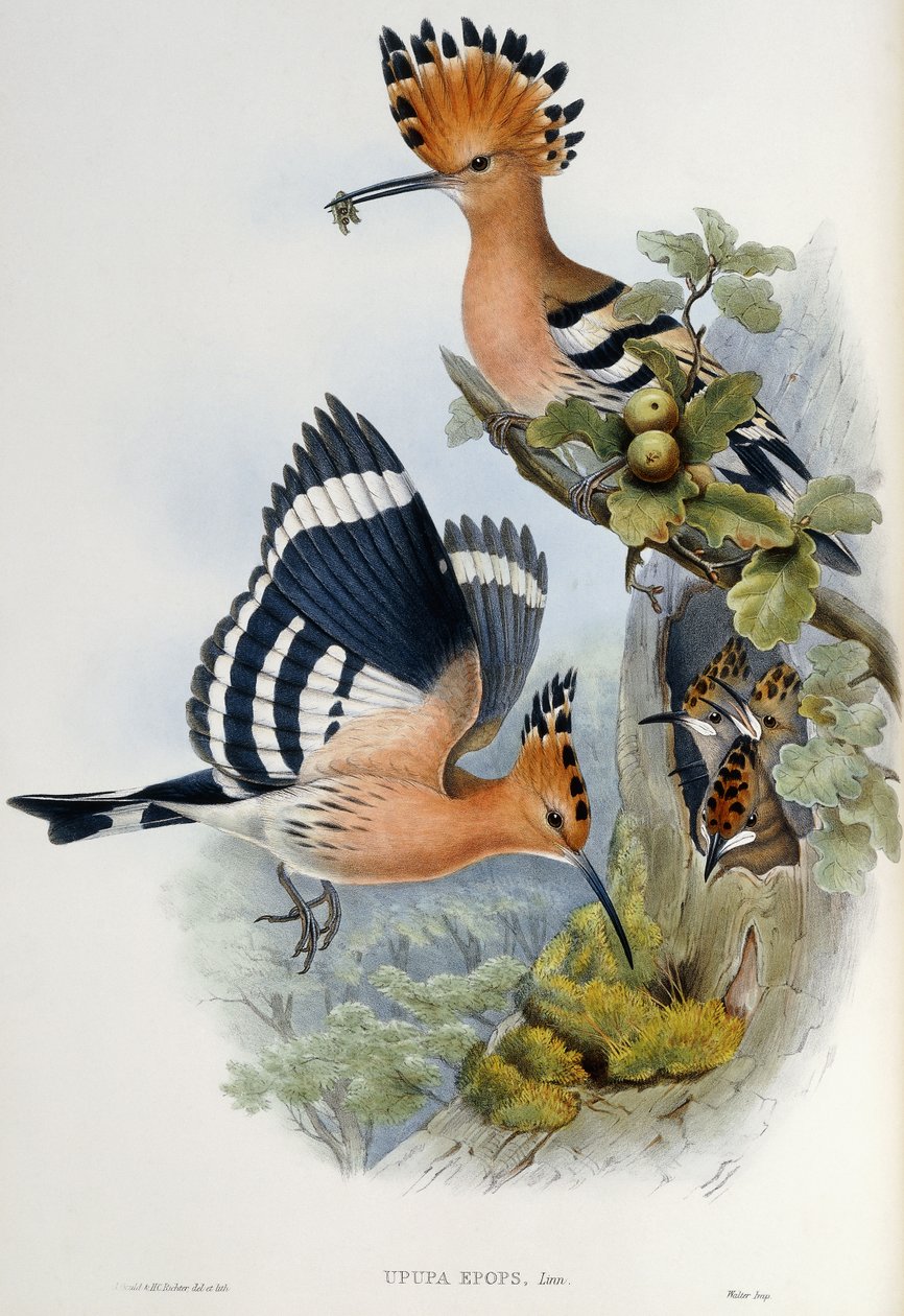 Upupa Epops tekijältä John Gould