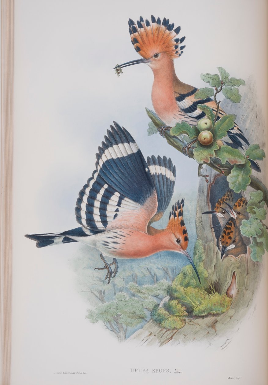 Upupa Epops, lautanen John Gouldin teoksesta The Birds of Great Britain, julkaistu 1862-73 (käsinvärinen lito) tekijältä John Gould