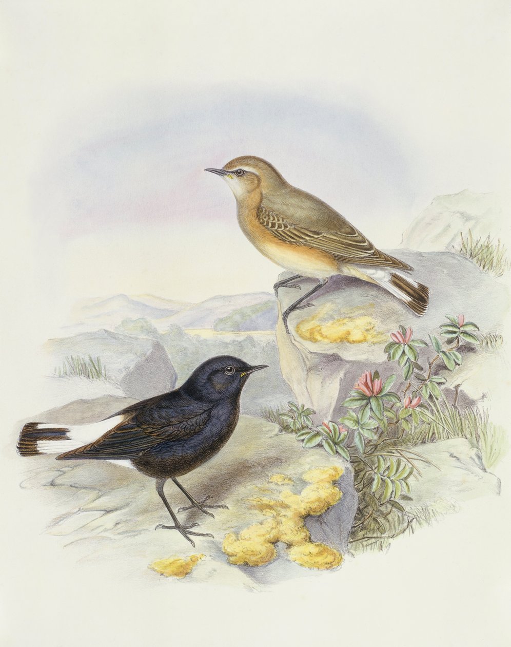 Variable wheatear (Oenanthe picata), kaiverrus John Gould tekijältä John Gould
