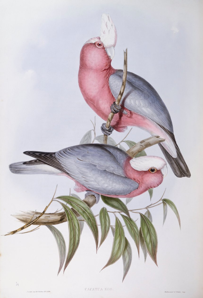 Violettikaulainen lory (Eos squamata), kaiverrus John Gould tekijältä John Gould