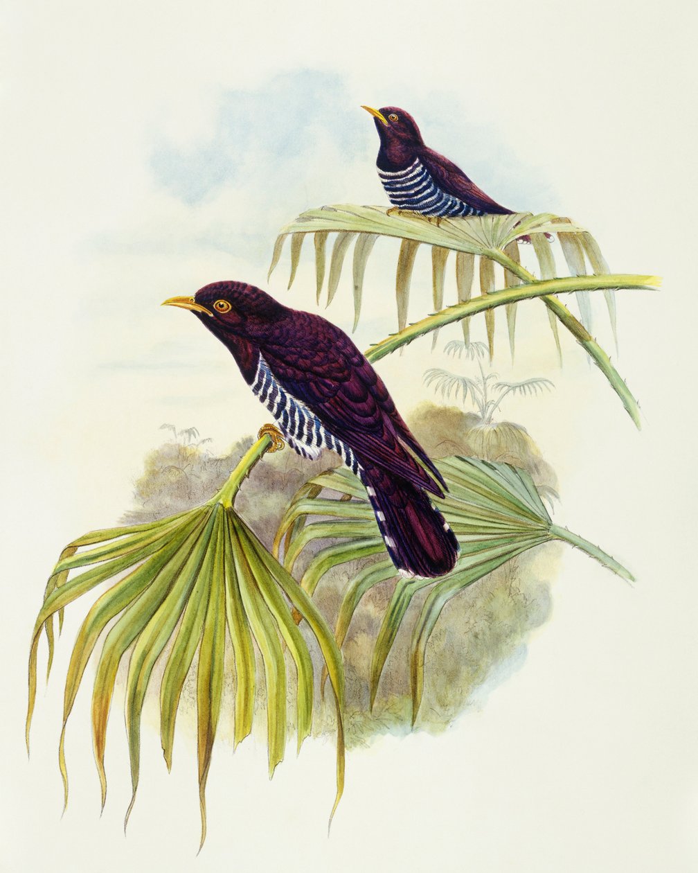 Violetti käki (Chrysococcyx xanthorhynchus), kaiverrus John Gould tekijältä John Gould