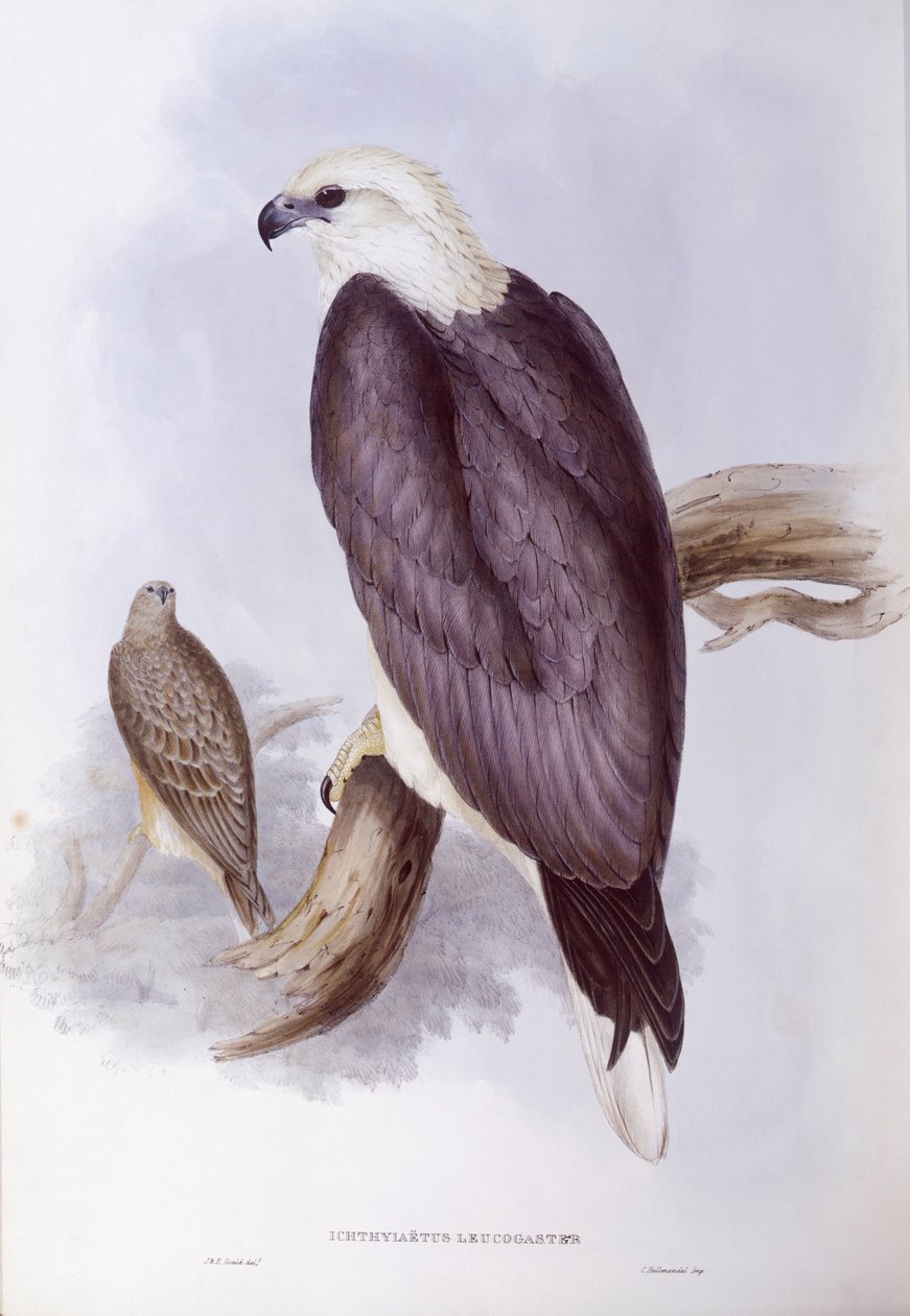 Valkovatsa-kalakotka (Haliaeetus leucogaster), kaiverrus John Gould tekijältä John Gould