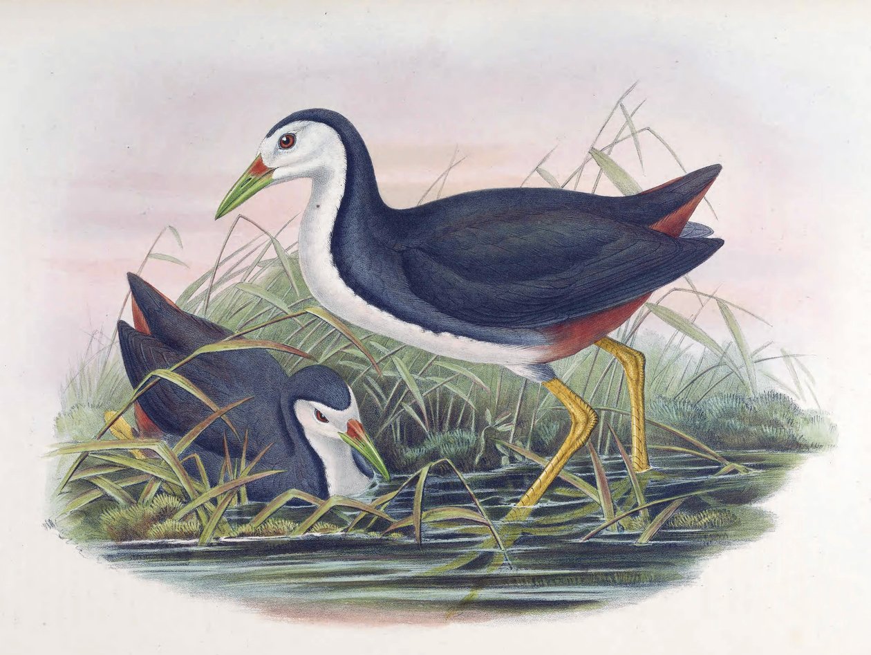 Valkovartinen Waterhen Amaurornis phoenicurus (viiri) tekijältä John Gould