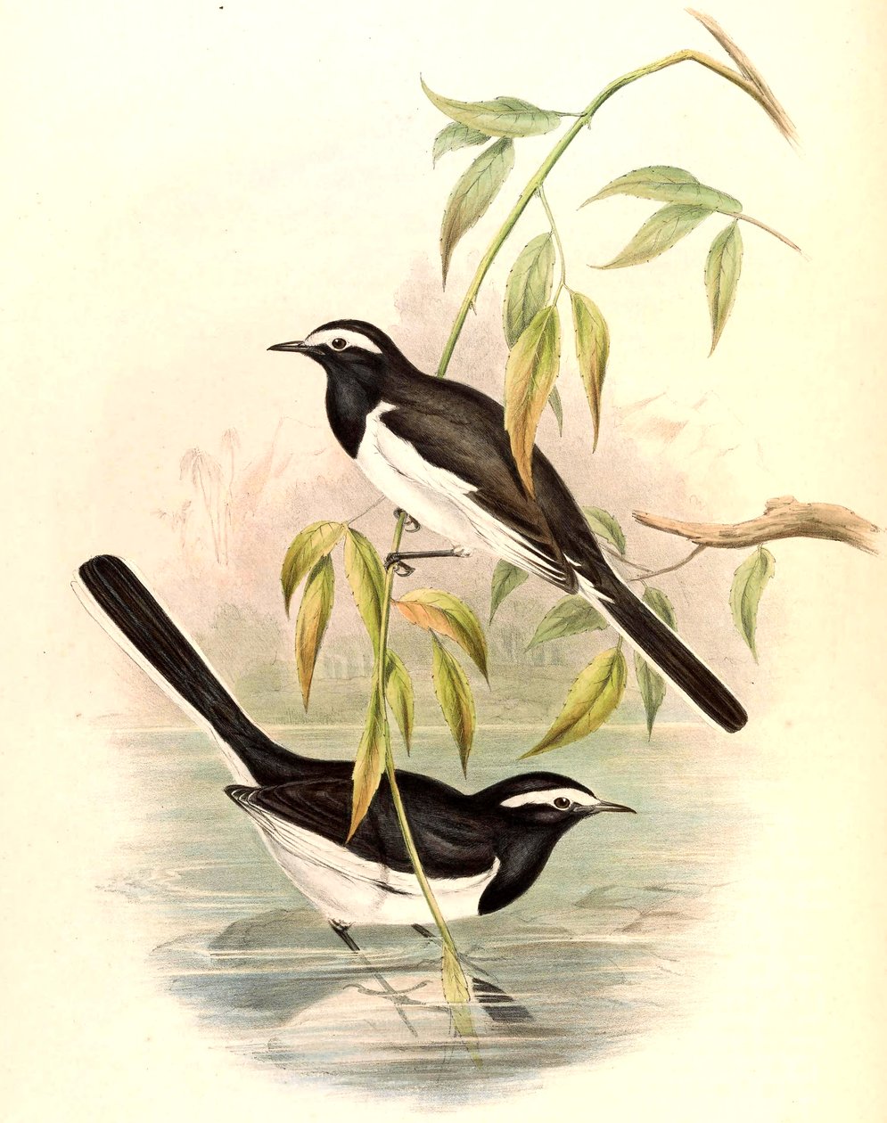 Valkosilmäinen Wagtail (Large Pied Wagtail) Motacilla maderaspatensis Gmelin tekijältä John Gould