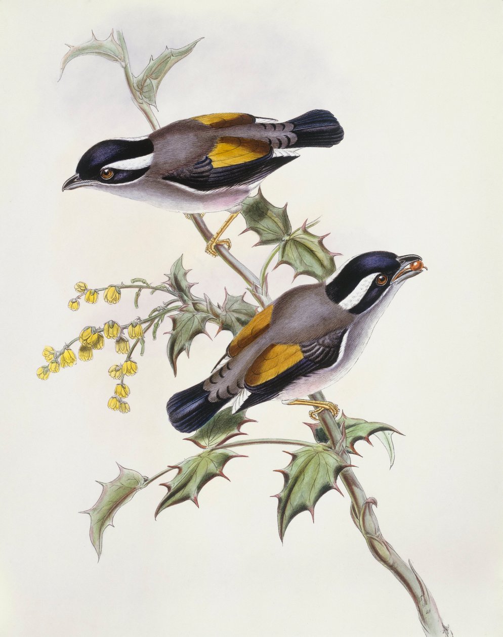 Valkokarvainen hirviö (Pteruthius flaviscapis), kaiverrus John Gould tekijältä John Gould