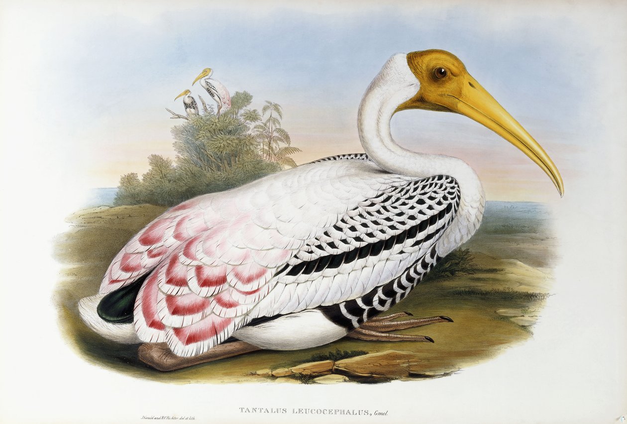 Valkopäinen Ibis; Tantalus Leucocephalus, n. 1850-1873 tekijältä John Gould