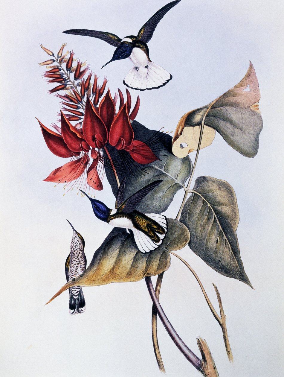 White-necked Jacobin (Florisuga mellivora), kaiverrus Monografiasta Trochilidae or Humming Birds (1849-1861), kirjoittanut John Gould (1804-1881) tekijältä John Gould