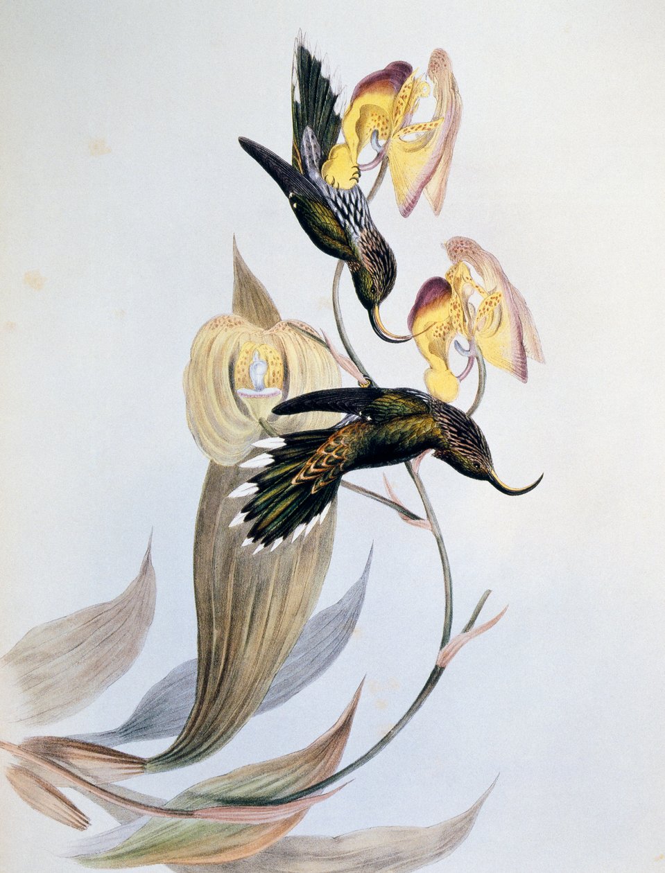 Valkokärkinen sirppinokka (Eutoxeres aquila) tekijältä John Gould