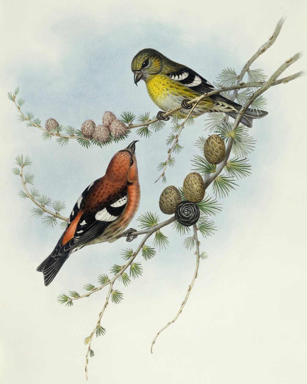Valkosiipinen ristinokka (Loxia leucoptera), kaiverrus John Gould tekijältä John Gould