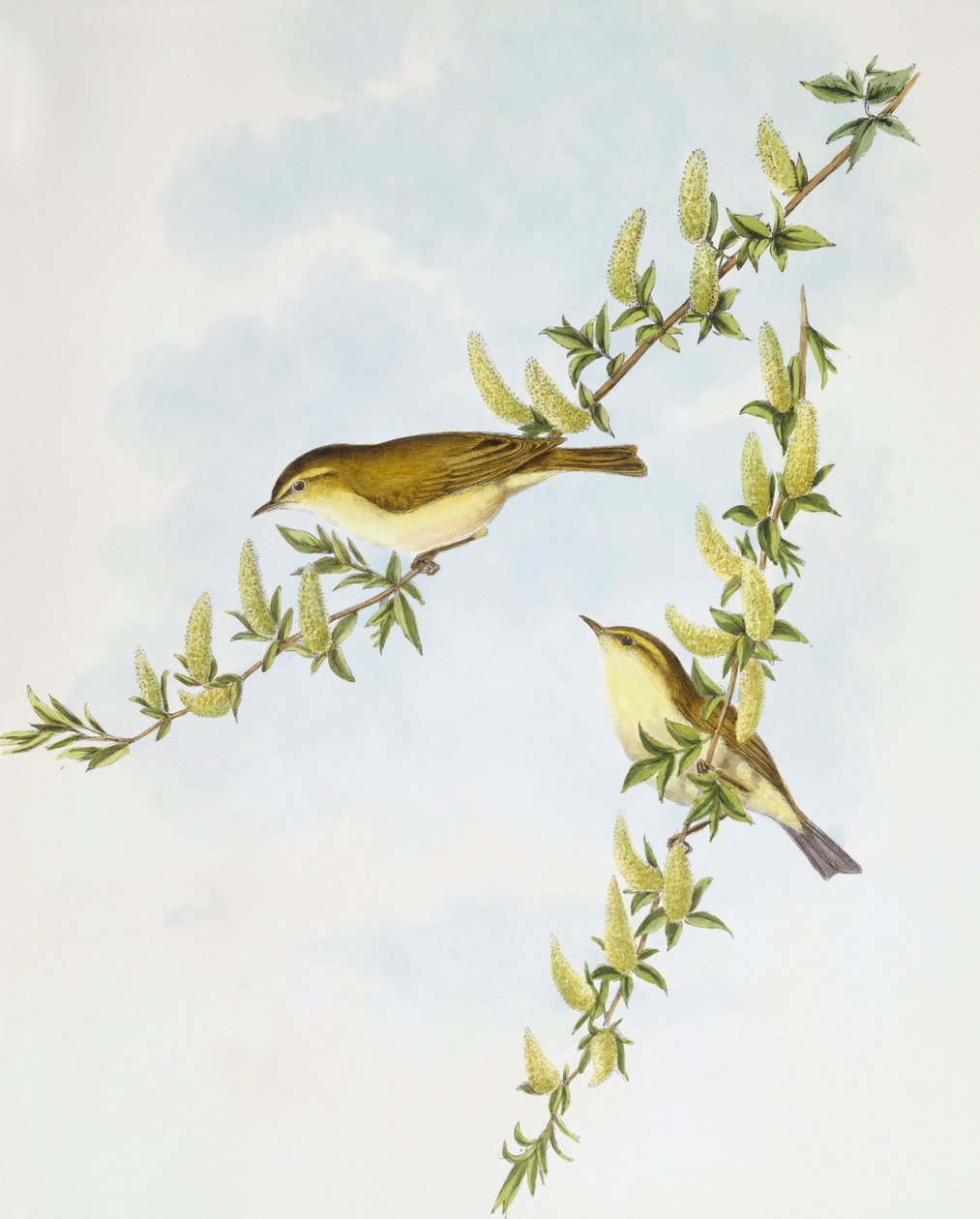 Pajuviira (Phylloscopus trochilus), kaiverrus John Gould tekijältä John Gould
