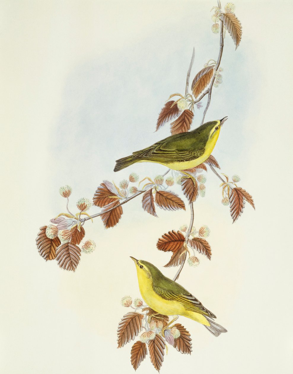 Curruca de fusta (Phylloscopus sibilatrix), gravat de John Gouldfinnish tekijältä John Gould