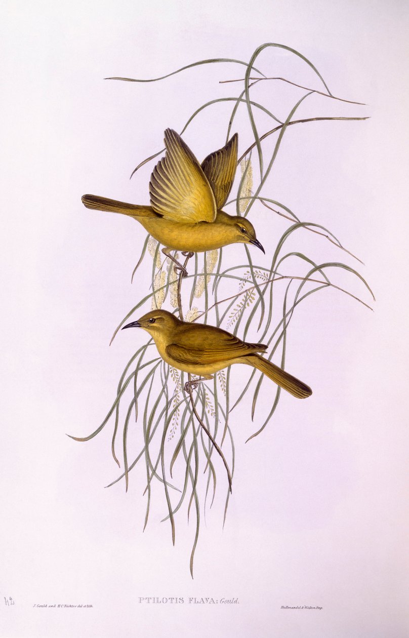 Keltainen hunajasyöjä (Lichenostomus flavus), kaiverrus John Gould tekijältä John Gould