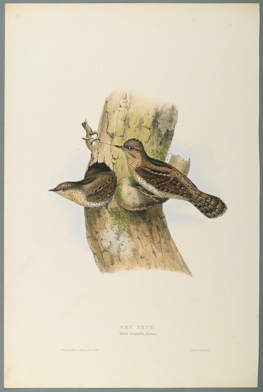 Yunx Torquilla: Wry Neck (värillinen lito kudospaperilla) tekijältä John Gould