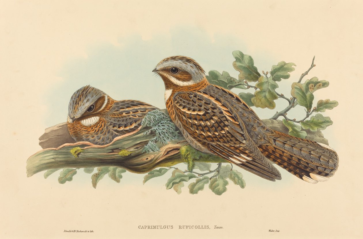 Caprimulgus Ruficolli tekijältä John Gould and H.C. Richter