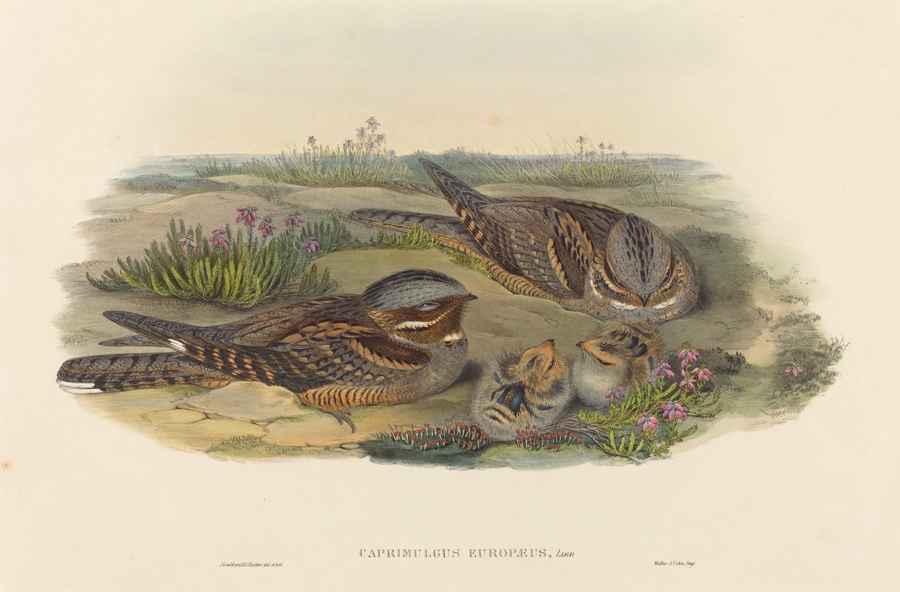 Caprimulgus europaeus (Yökärki) tekijältä John Gould and H.C. Richter