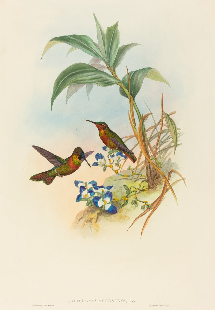 Clytolaema aurescens (Banded Ruby tai Gould