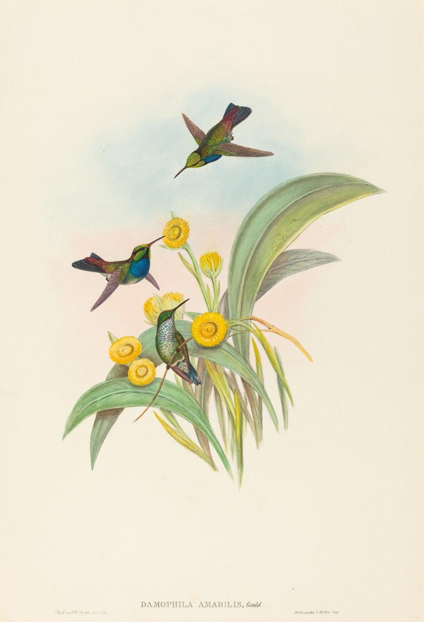 Damophila amabilis (sinirintainen kolibri) tekijältä John Gould and H.C. Richter