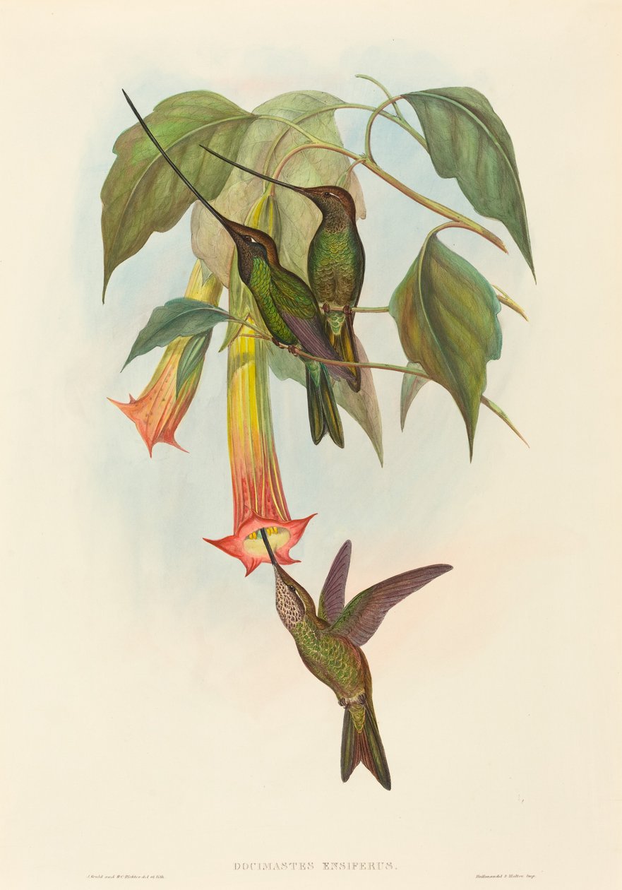 Docimastes ensiferus (miekka-nokkakolibri) tekijältä John Gould and H.C. Richter