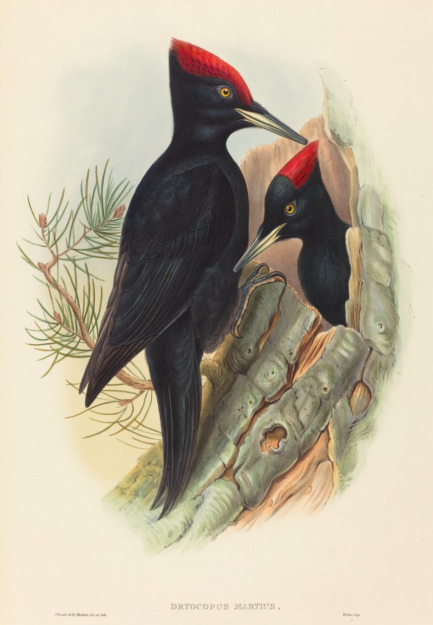 Isotikka (Dryocopus martius) tekijältä John Gould and H.C. Richter