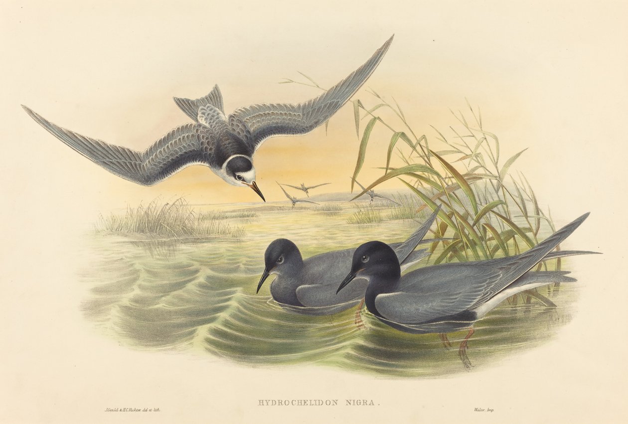 Hydrochelidon nigra tekijältä John Gould and H.C. Richter