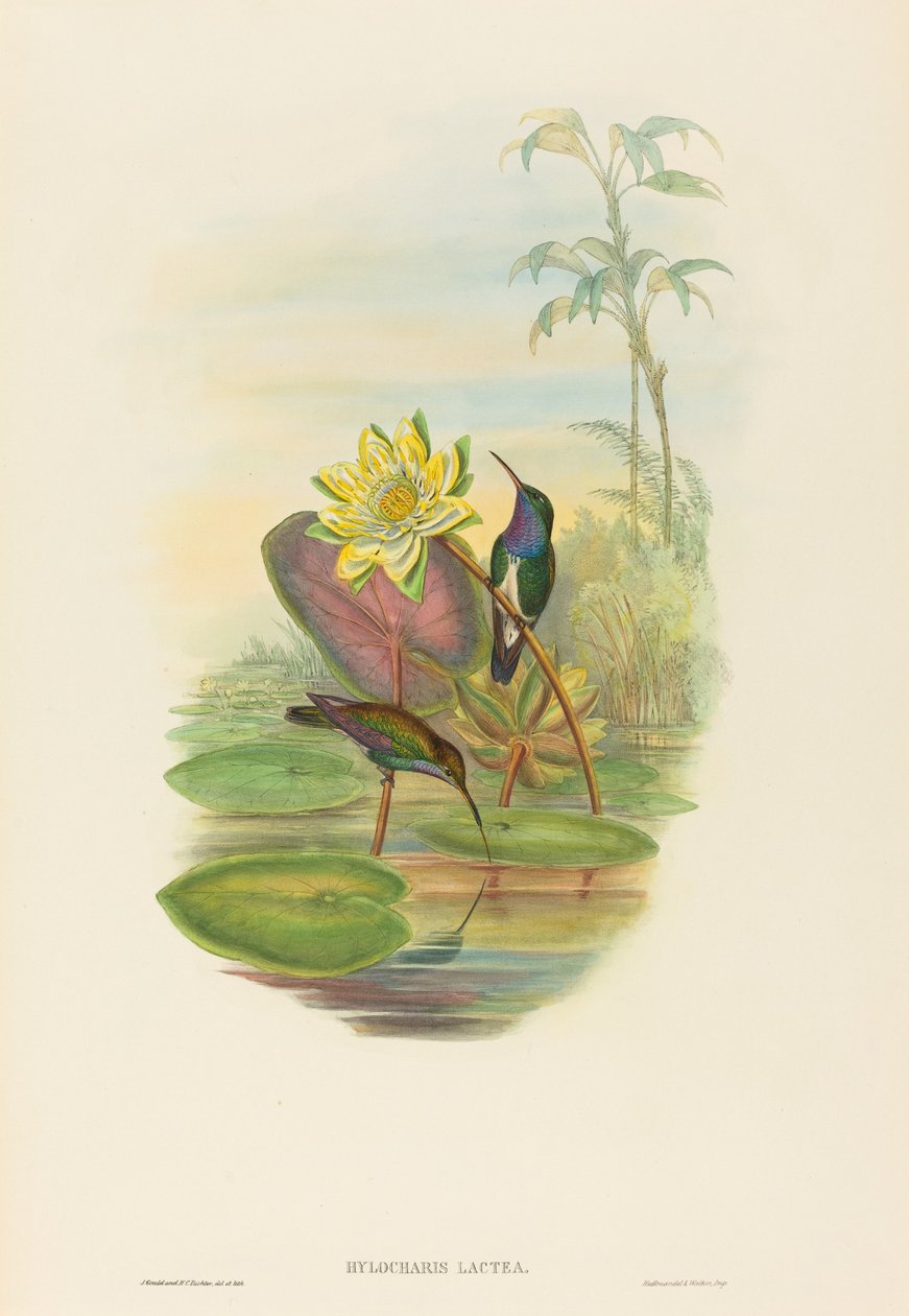 Hylocharis lactea (safiiririntainen smaragdi) tekijältä John Gould and H.C. Richter