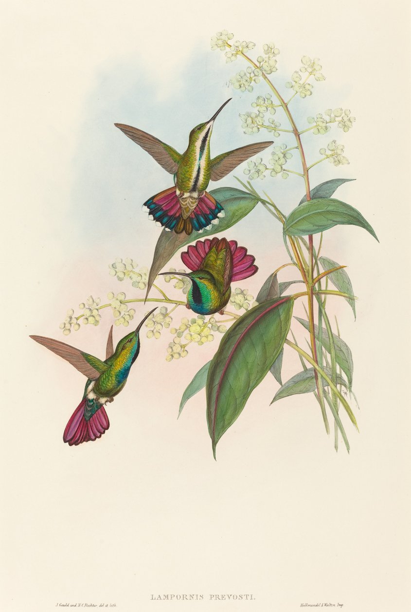 Lampornis provosti tekijältä John Gould and H.C. Richter