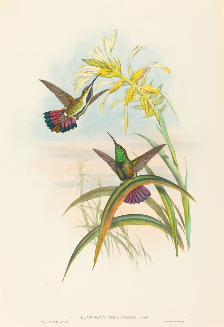 Lampornis veraguensis (Veraguan Mango) tekijältä John Gould and H.C. Richter