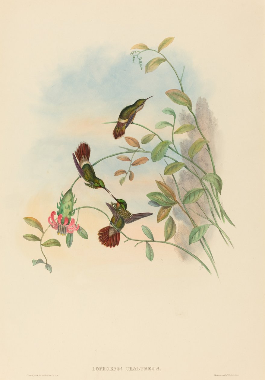 Lophornis chalybeus (juhlapeli) tekijältä John Gould and H.C. Richter
