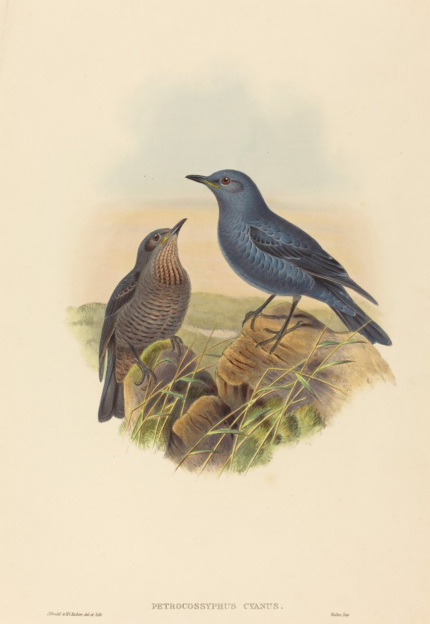 Petrocossyphus cyanus (sininen kivirastas) tekijältä John Gould and H.C. Richter