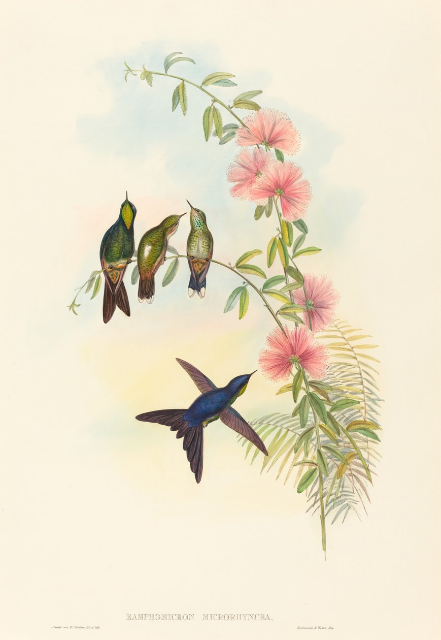 Ramphomicron microrhyncha (pieninokkainen orjankka) tekijältä John Gould and H.C. Richter