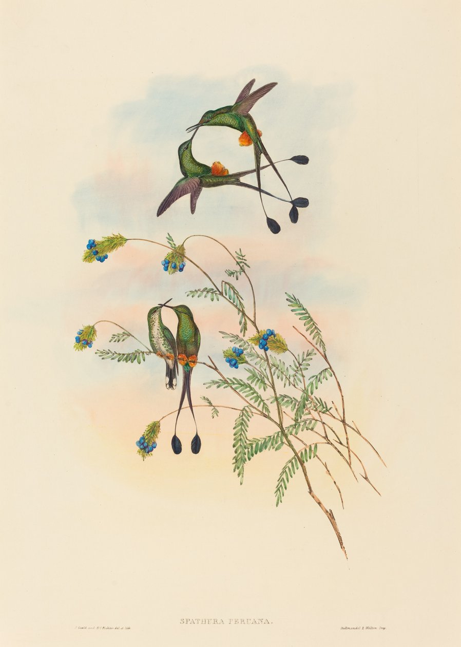 Spathura peruana (Perun mailapyrstö) tekijältä John Gould and H.C. Richter