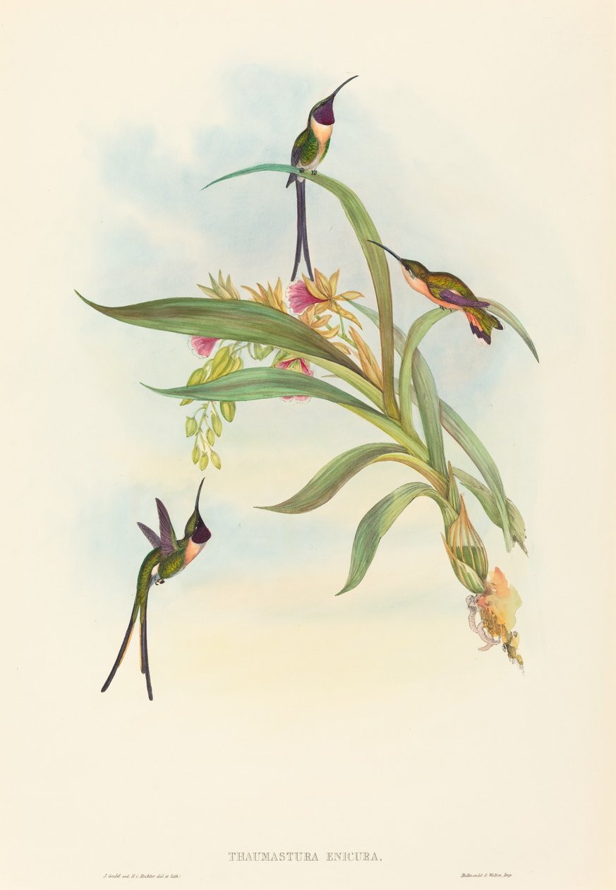 Tharmastura enicura (Slender Shear Tail) tekijältä John Gould and H.C. Richter