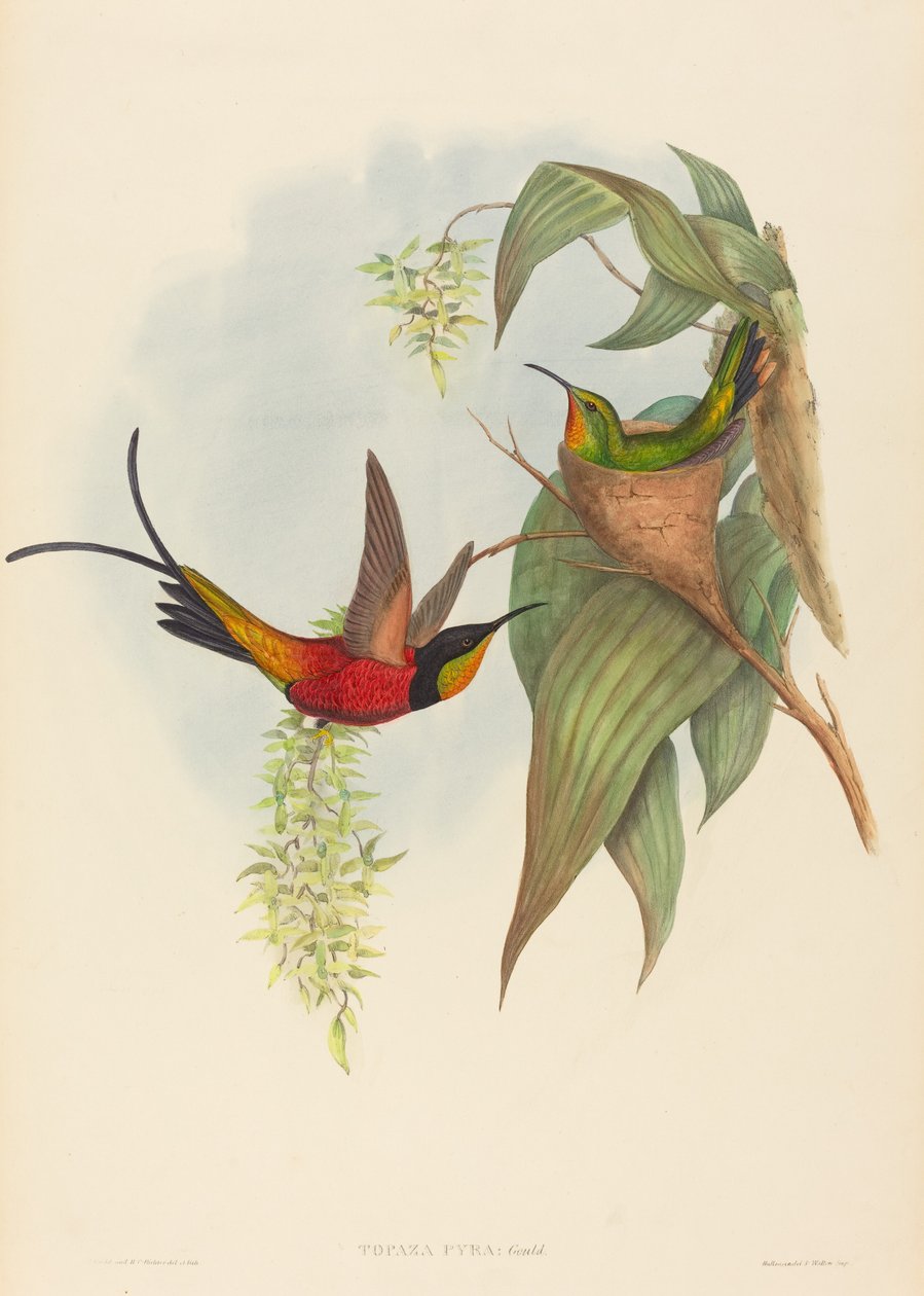 Topaasipyra (keijutopaasi) tekijältä John Gould and H.C. Richter