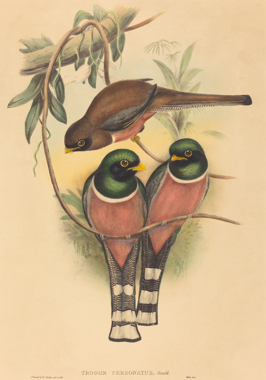 Trogan esiintyi tekijältä John Gould and H.C. Richter