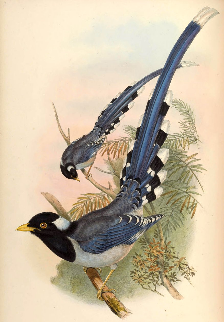 Keltalaskuinen sininen harakka Urocissa flavirostris (Blyth) tekijältä John Gould and Henry C. Richter